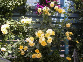 rose2.jpg
