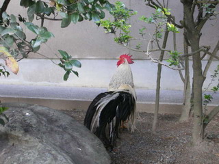 rooster.jpg