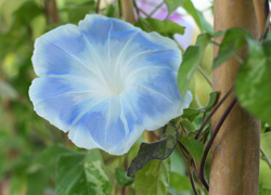 asagao-10.jpg