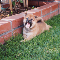 img20070509_2.jpg