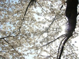 img20060404_2.jpg
