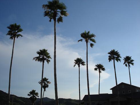img20080727_2.jpg