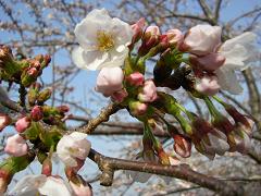 img20060403_1.jpg