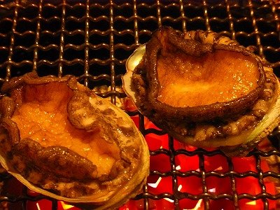 shell