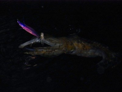 アオリ1