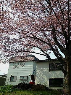 img20080430_3.bmp