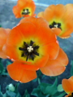 img20080507.bmp