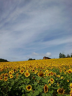 img20080906_2.bmp