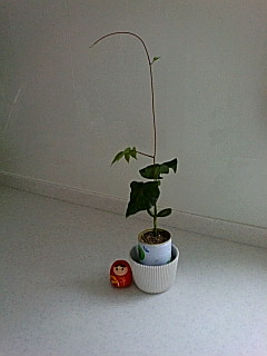 img20070227.jpg