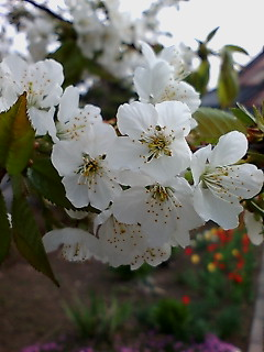 img20080507_4.bmp