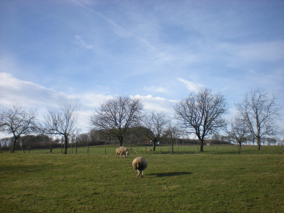 img20090126_1.jpg