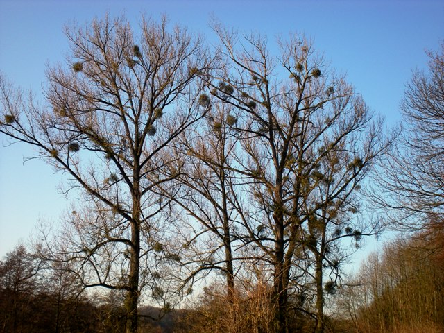 img20091216_7.jpg