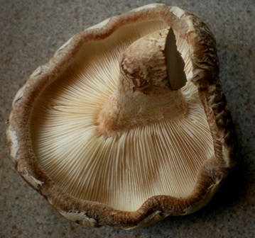 img20090424_4.jpg