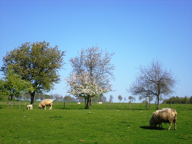 img20090425_8.jpg