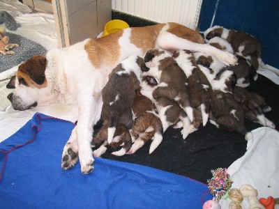 doggie_18371.jpg