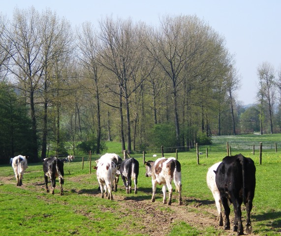 img20090425_4.jpg