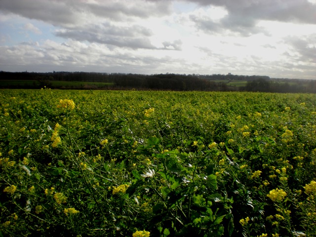 img20091127_2.jpg