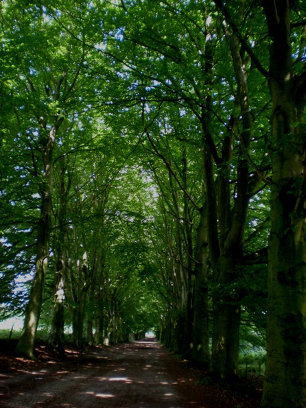 img20090626_2.jpg