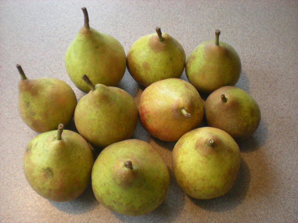 img20081001_2.jpg