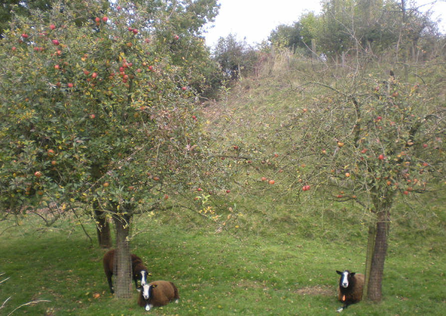 img20081026_6.jpg