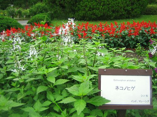 img20060731_7.jpg