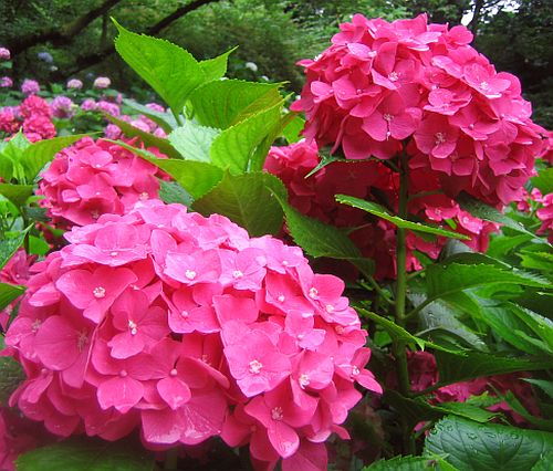 img20060731_2.jpg