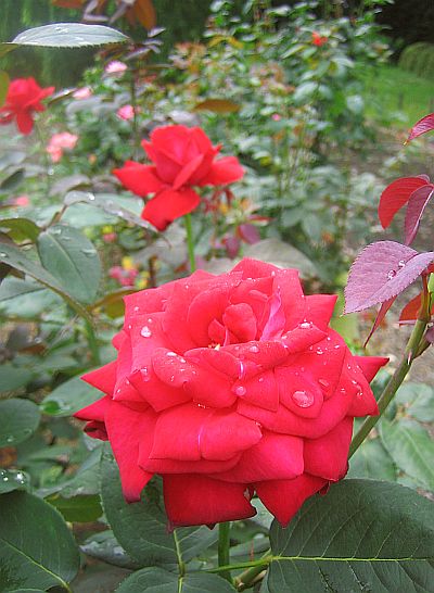 img20060731_4.jpg