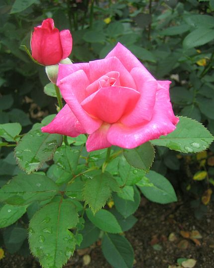 img20060731_3.jpg