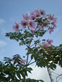 ca380294.jpg