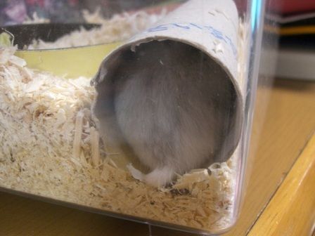 ham