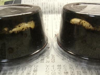img20070628_1.jpg