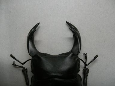 img20080106_3.jpg