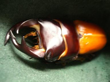 img20080106_2.jpg