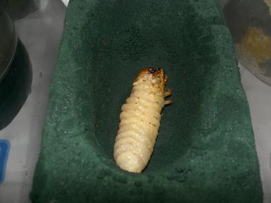 img20070331_1.jpg