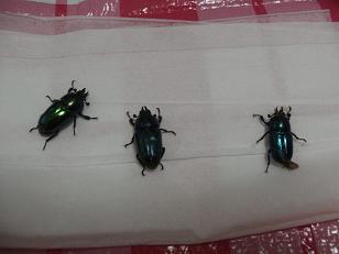 img20100123.jpg