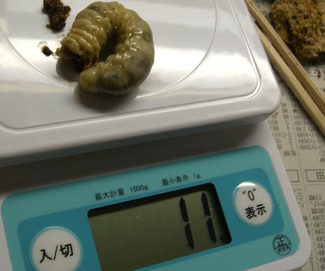 ookuwa-a.jpg