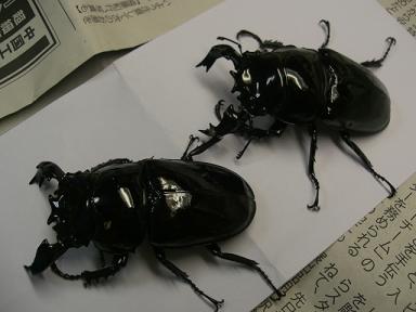 img20080531_4.jpg