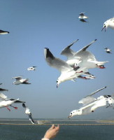 DSC00085.jpg