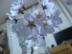 img20090408_1.jpg