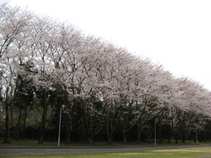 img20090408_2.jpg