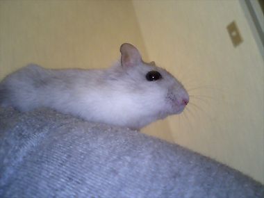 fuwa3.jpg