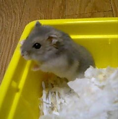 img20060131.jpg