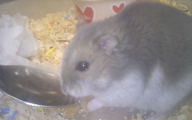 assari.jpg