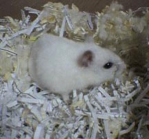 shiromushi20.jpg