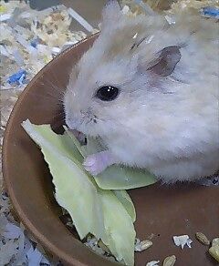akki5.jpg