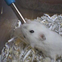 shiromushi19.jpg