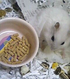 shiro12.jpg