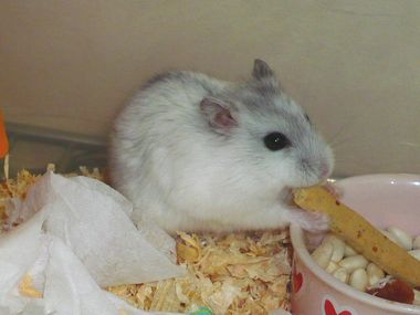 img20080529_2.jpg