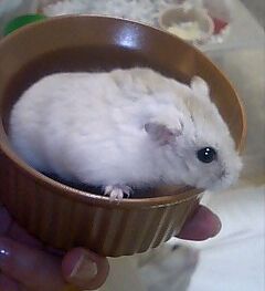 img20060526_3.jpg