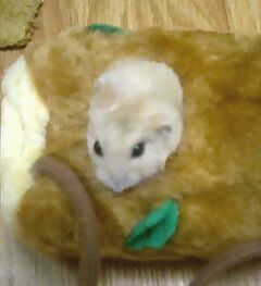 maple20.jpg